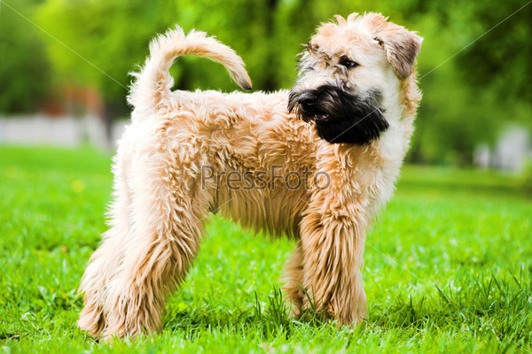 Irish soft coated wheaten terrier stay on grass
