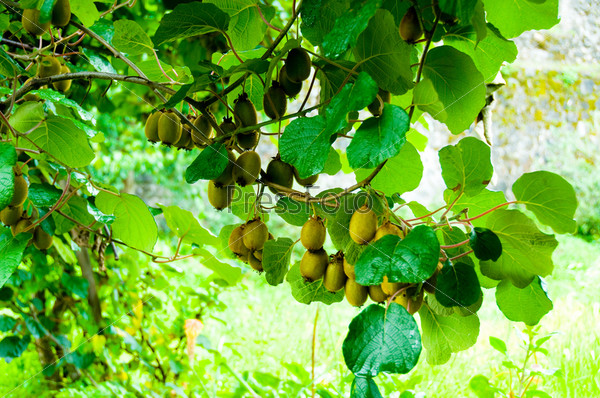 Big cluster of kiwi fruit on the tree