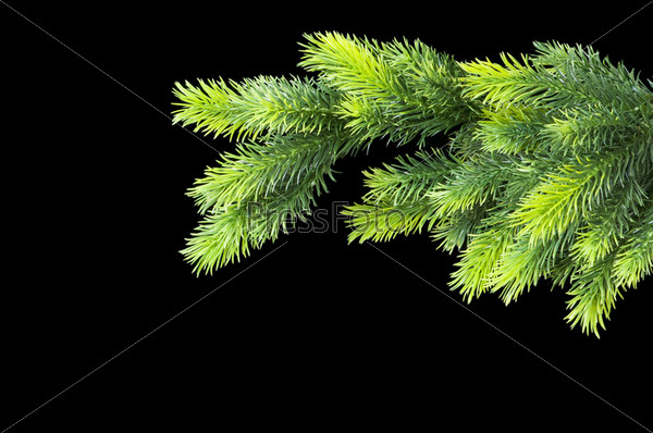 Christmas tree isolated on the black