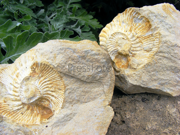 Fossil footprints in stone clams in a spiral on a background of green plants
