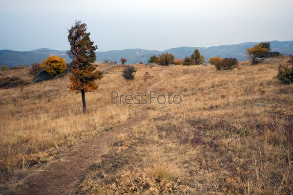 Trees, dry grass and road on the mountain plateau in autumn. Crimea. Urkaine. Europe.