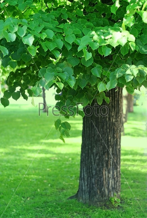 tree with green foliage