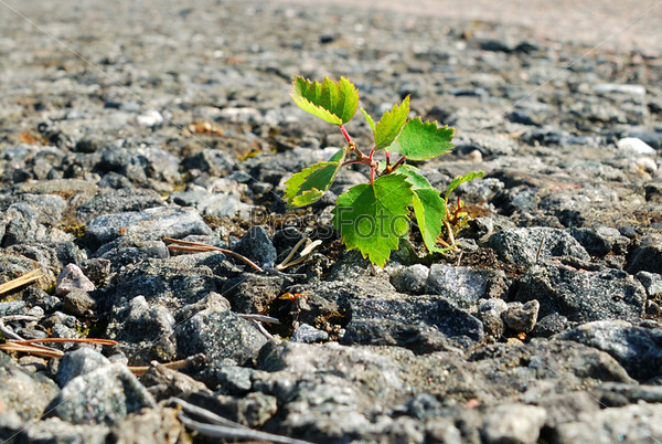 Growth of a green plant in asphalt of old road