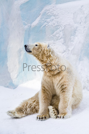 Young polar bear sitting on the snow and looking around