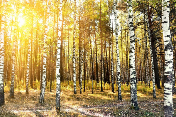 birch trees in a summer or autumn forest