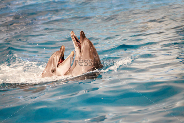 Couple of happy dolphins playing in pool