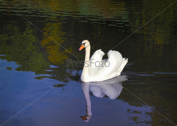 Lonely white swan floating in water