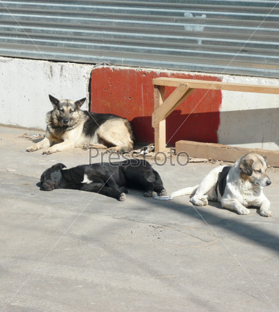 stray dogs on street at day