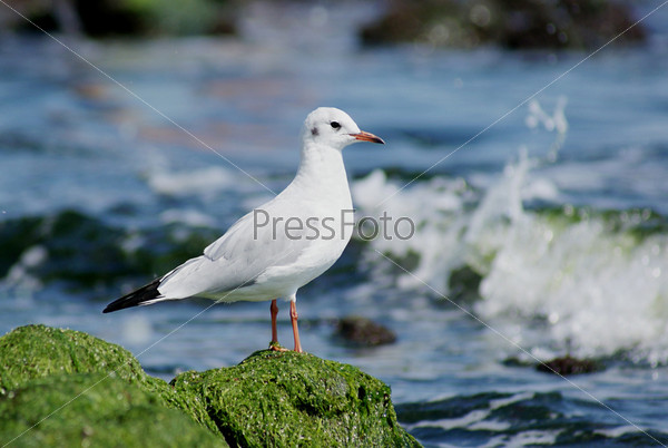White sea gull on the seacoast, stock photo