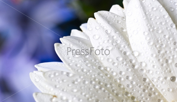 white gerbera petals with water drops closeup