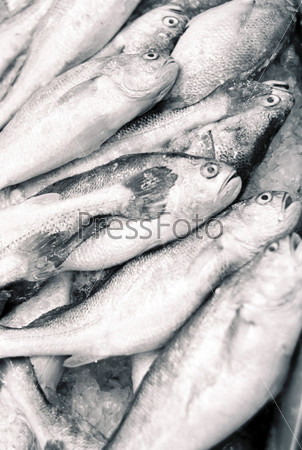 Frozen fish mass in supermarket black and white