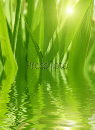 Green background - grass reflected in water