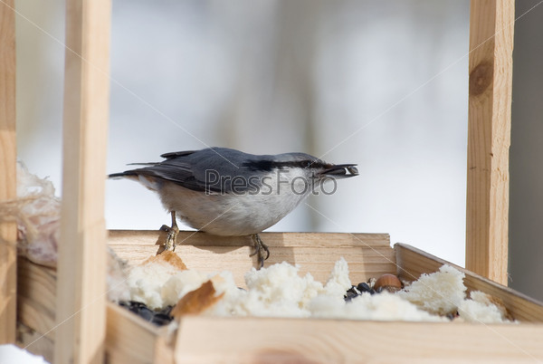bird from the seed in the beak sits in the feeding trough