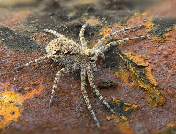 Macro-photo of a small spider on a brown rusty surface