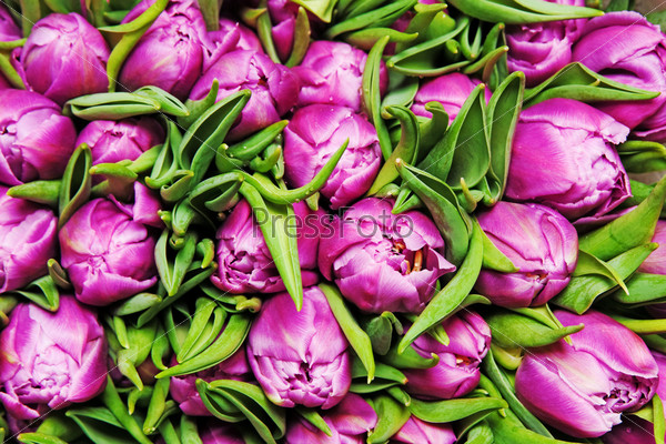 beautiful pink tulips, big bouquet