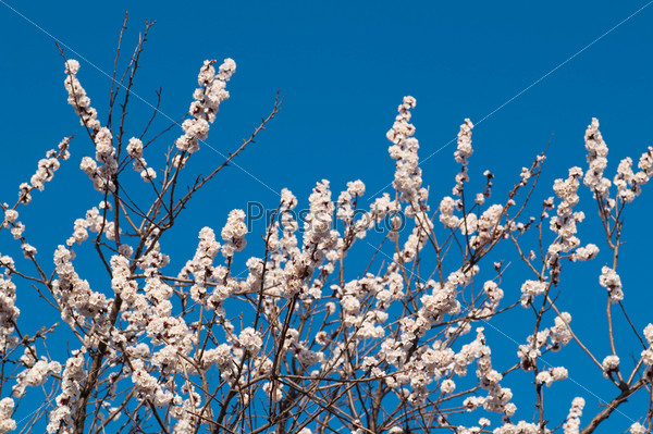 beautiful cherry tree on blue sky