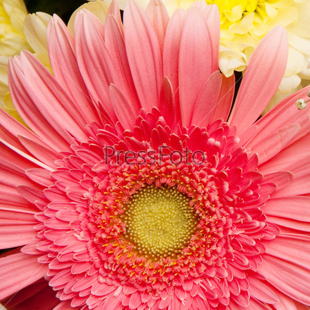 beautiful bouquet with daisy and chrysanthemum