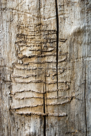 Old tree with wood worm tracks