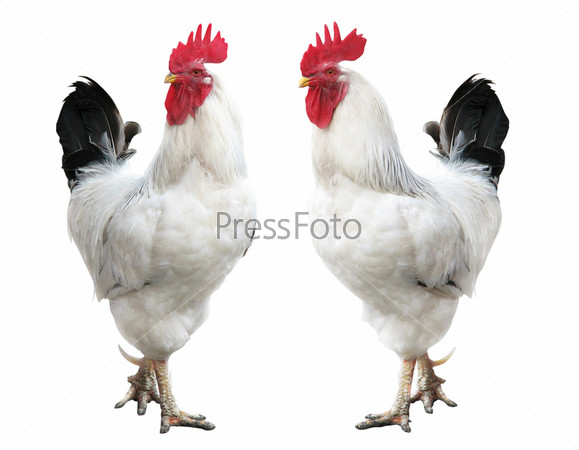 white cock portrait; rooster isolated