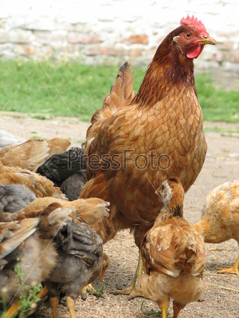 Hen with chickens eating the grain . Mommy and babies.
