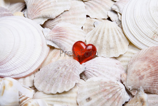 Background of sea scallops in a red heart accent. Valentine