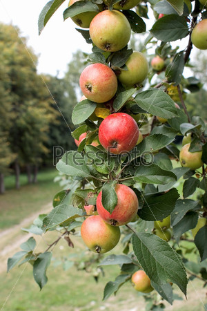 Branch with ripe apples, tasty sort! -, stock photo