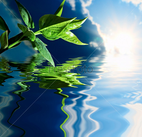 green plant in water on background blue sky