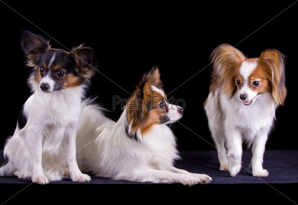 Три собаки породы папильон на черном фоне
