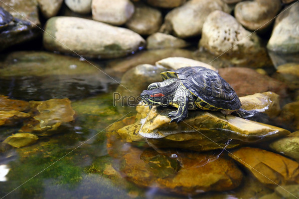 Fresh-water turtle located on a stone