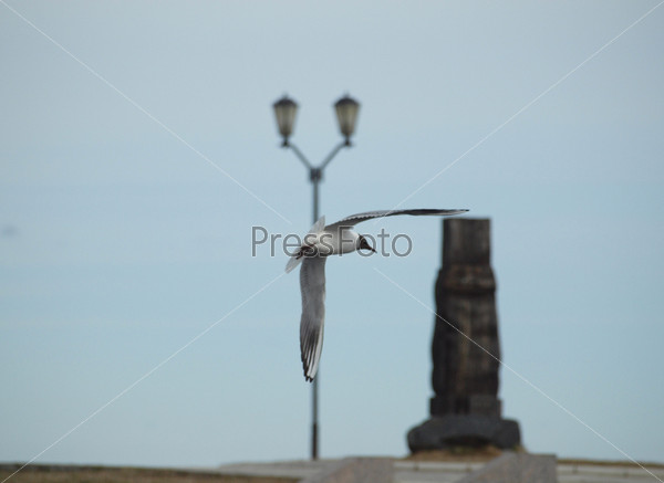 The seagull flies above the Onega lake. Russia, stock photo