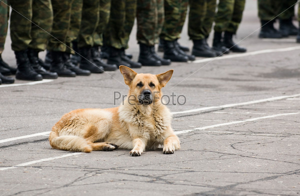Guard dog lies on the ground with line of soldiers in the background