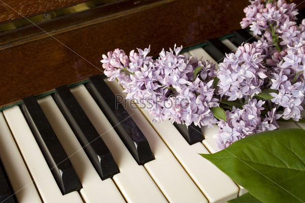 Dark brown grand piano, which bears purple lilac