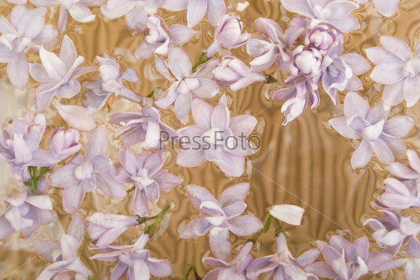 Background of the purple lilac flowers on the water