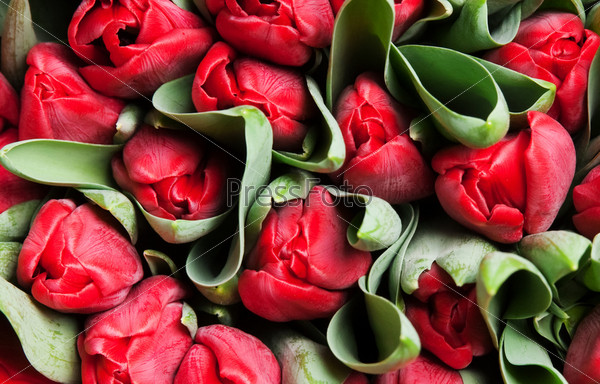 beautiful red tulips, big bouquet