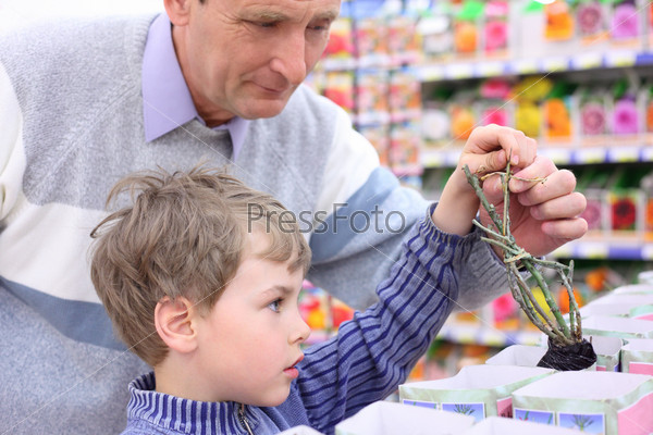 elderly man with boy in shop choose  rose sapling