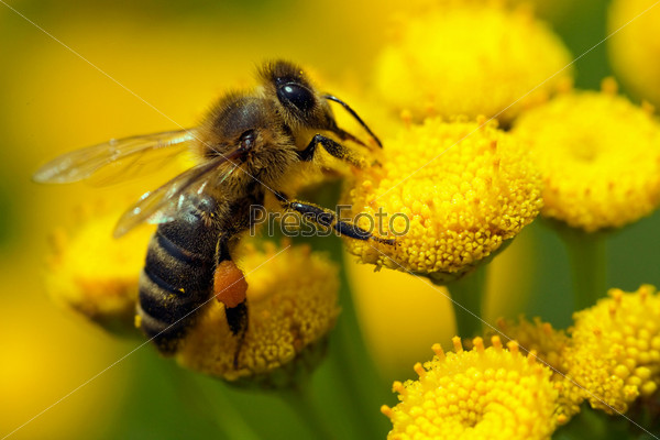 Пчела на желтом цветке крупным планом