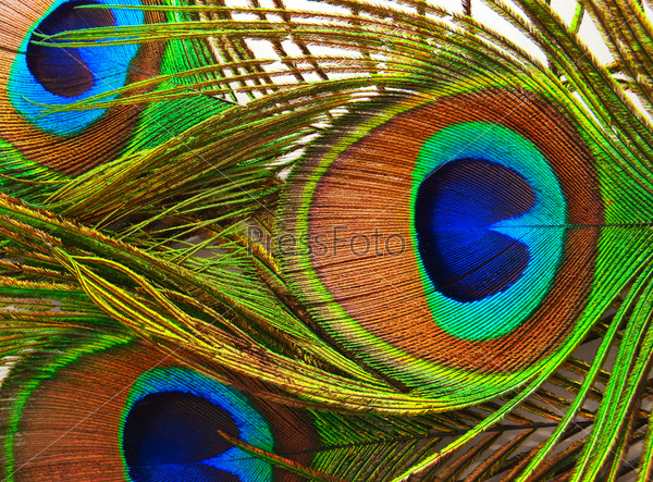 Feathers of a peacock close up