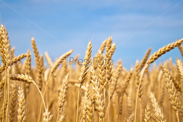 Пшеничное поле крупным планом