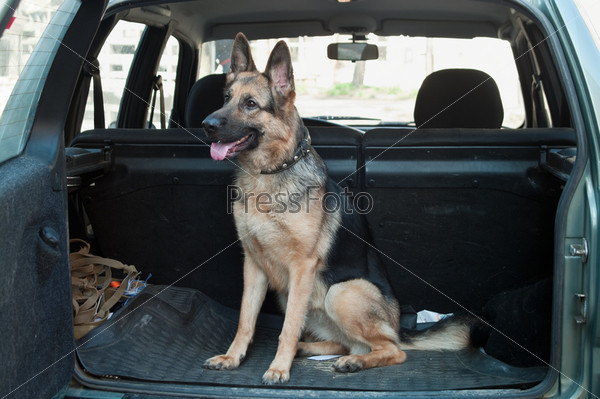 Alsatian dog in back seat of car. Pet transportation