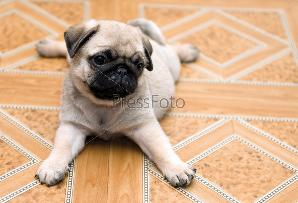 charming puppy of the pug rests upon floor