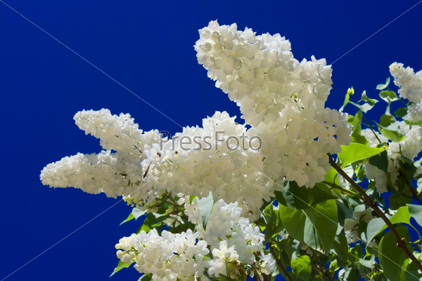 Flowers of white bird cherry tree and blu sky, stock photo