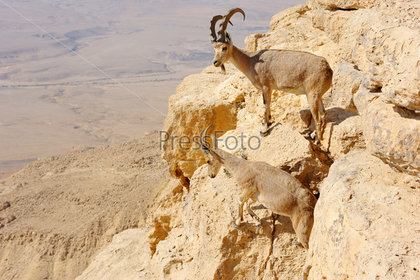 mountain goats on the slopes of the crater Makhtesh Ramon, Israel