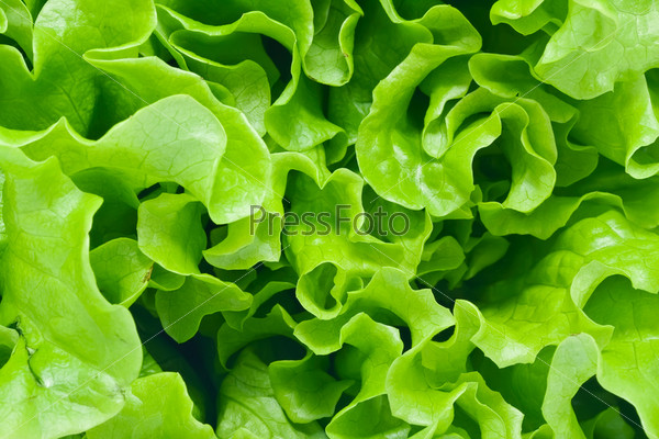 Fresh green Lettuce salad background, stock photo