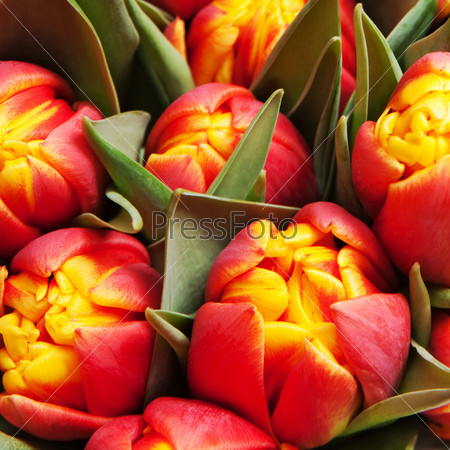 beautiful red tulips, big bouquet