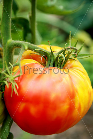 Big tomato in the summer garden