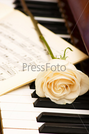 Romantic concept - white rose on piano