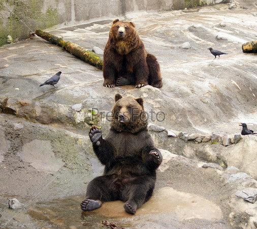 Japanese Brown bear. The Park of the bears in Japan,Hokkaido.