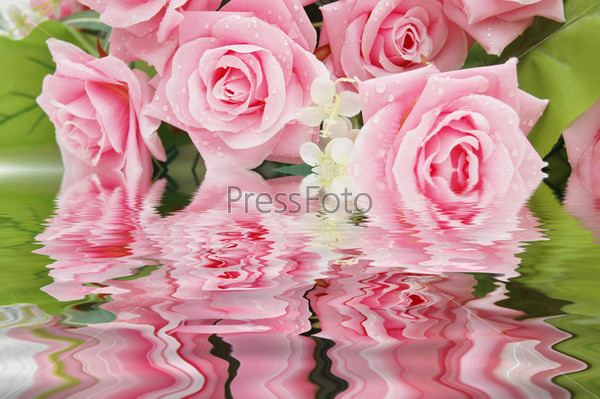 Pink Roses  and their reflection in the water