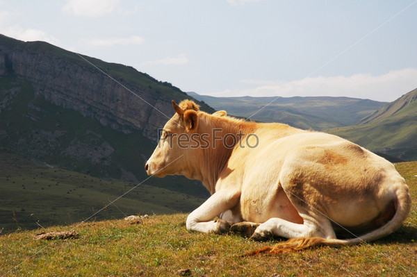 Cow on top of the hill in summer, stock photo