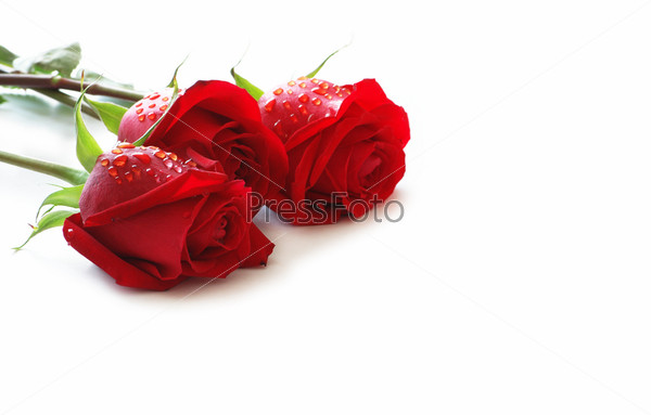 Three red roses with water drops isolated on white, stock photo